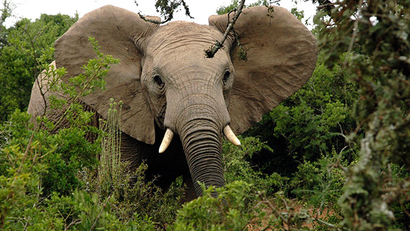 Big five